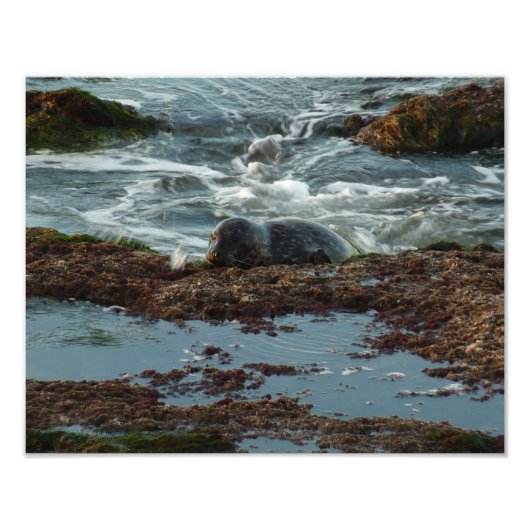 サンセットライトハーバーシールIアットサンディエゴ フォトプリント            (正面)