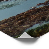 サンセットライトハーバーシールIアットサンディエゴ ポスター (角)