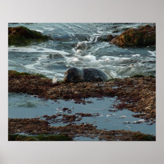 サンセットライトハーバーシールIアットサンディエゴ ポスター (正面)