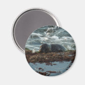 サンセットライトハーバーシールIアットサンディエゴ マグネット (正面/裏面)