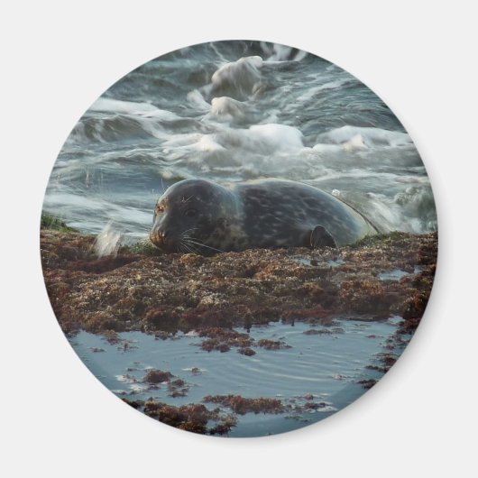 サンセットライトハーバーシールIアットサンディエゴ マグネット (正面)