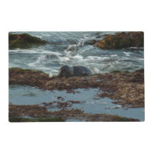 サンセットライトハーバーシールIアットサンディエゴ