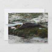 サンセットライトハーバーシールIIアットサンディエゴ (正面)