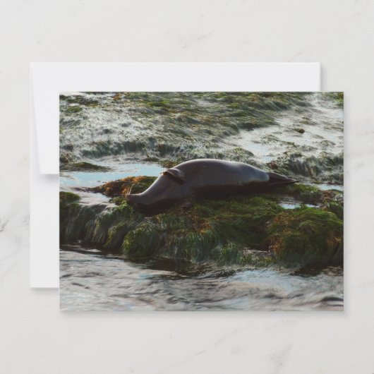 サンセットライトハーバーシールIIアットサンディエゴ (正面)