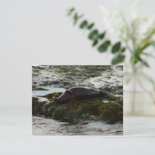 サンセットライトハーバーシールIIアットサンディエゴ (スタンド正面)