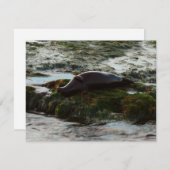 サンセットライトハーバーシールIIアットサンディエゴ (正面/裏面)