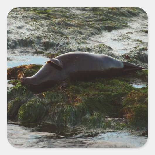 サンセットライトハーバーシールIIアットサンディエゴ スクエアシール (正面)