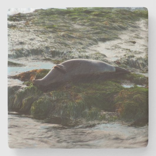 サンセットライトハーバーシールIIアットサンディエゴ ストーンコースター (正面)