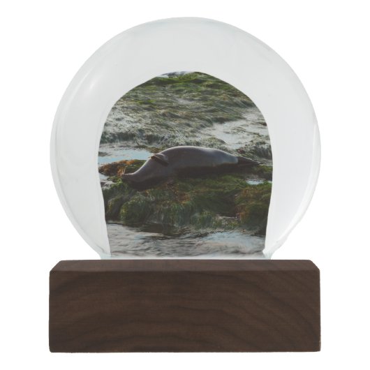 サンセットライトハーバーシールIIアットサンディエゴ スノーグローブ (正面)