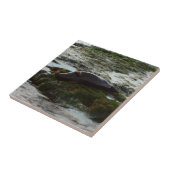 サンセットライトハーバーシールIIアットサンディエゴ タイル (側面)