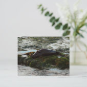 サンセットライトハーバーシールIIアットサンディエゴ ポストカード (スタンド正面)