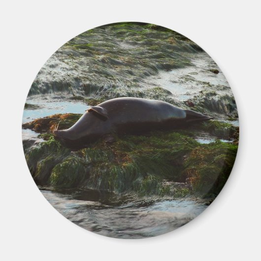 サンセットライトハーバーシールIIアットサンディエゴ マグネット (正面)