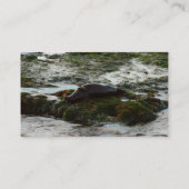 サンセットライトハーバーシールIIアットサンディエゴ 名刺 (裏面)