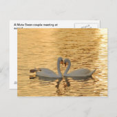 サンセット写真で白鳥のカップルに会う ポストカード (正面/裏面)