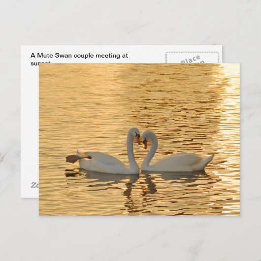 サンセット写真で白鳥のカップルに会う ポストカード (正面/裏面)
