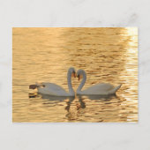 サンセット写真で白鳥のカップルに会う ポストカード (正面)