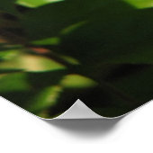 サンセット王室のハイブリッドティーバラ018 ポスター (角)