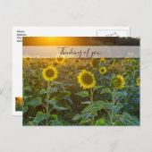 サンセット考えるAtひまわり畑 ポストカード (正面/裏面)