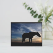 サンセット馬はがき ポストカード (スタンド正面)
