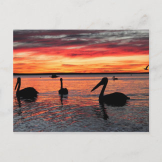 サンセットinモンキーミア ポストカード