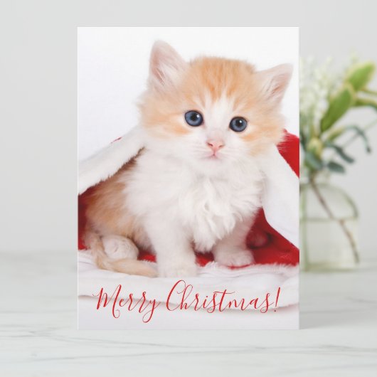 サンタさんの帽子で一番かわいい猫とクリスマス シーズンカード (スタンド正面)