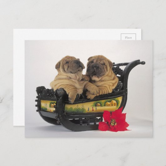サンタのそりの眠いshar pei犬 シーズンポストカード (正面/裏面)