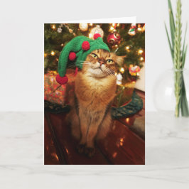 サンタの小妖精や小人の子猫ソマリ族猫のクリスマスカード シーズンカード