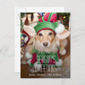 サンタの小妖精や小人の衣裳を身に着けているダックスフント シーズンポストカード (正面/裏面)