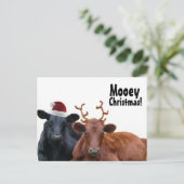 サンタの帽子および(雄ジカの)枝角のクリスマスの休日牛 シーズンポストカード (スタンド正面)