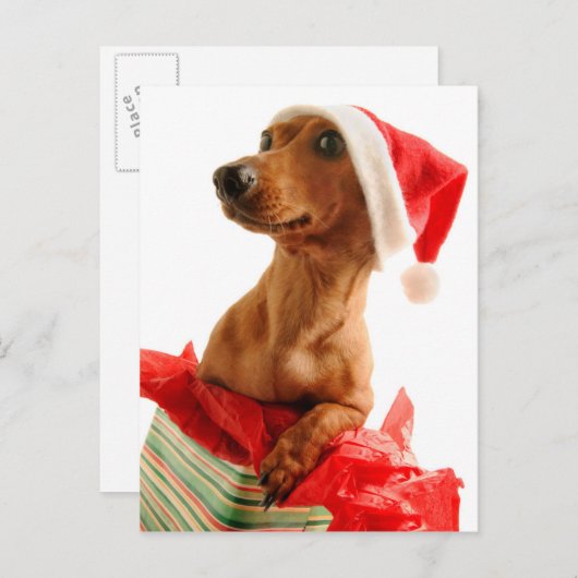 サンタの帽子が付いている現在の犬 シーズンポストカード (正面/裏面)