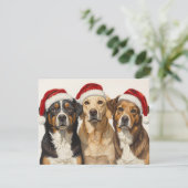 サンタの帽子をかぶった3匹の犬 メリークリスマス トリオ シーズンカード (スタンド正面)