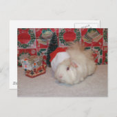 サンタの白いブタ シーズンポストカード (正面/裏面)