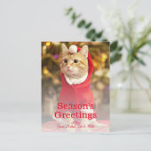 サンタの衣装を着たオスの赤猫 シーズンポストカード (スタンド正面)