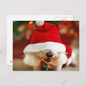 サンタの衣裳を身に着けているBichon Friseの子犬 シーズンポストカード (正面/裏面)