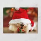 サンタの衣裳を身に着けているBichon Friseの子犬 シーズンポストカード (正面)