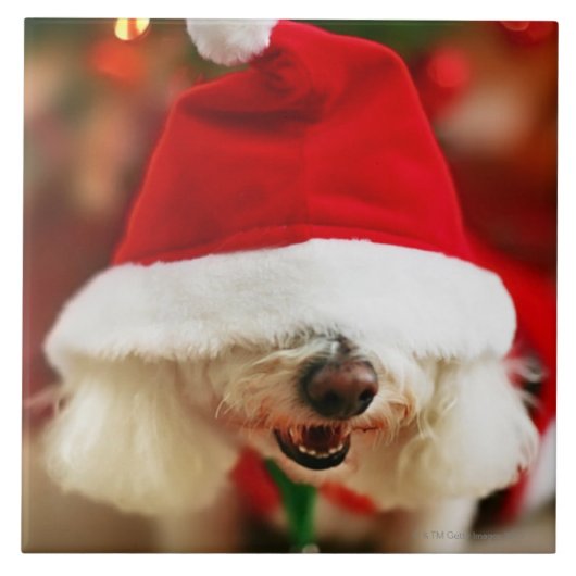 サンタの衣裳を身に着けているBichon Friseの子犬 タイル (正面)