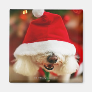 サンタの衣裳を身に着けているBichon Friseの子犬 マグネット