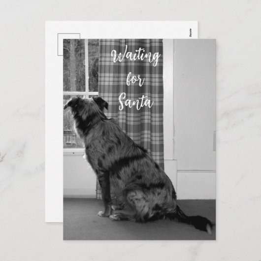 サンタを待つ犬 クリスマス シーズンポストカード (正面/裏面)