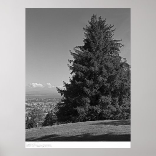 サンタクルーズキャンパス、1967年4月 ポスター (正面)