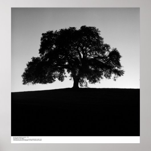 サンタクルーズ近くのオークツリー、1963年1月 ポスター (正面)