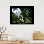 「サンタクルーズ・レッドウッズ」 ポスター (キッチン)