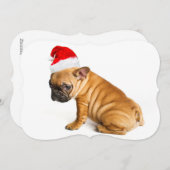 サンタクロースの帽子を身に着けているフレンチ・ブルドッグの子犬 シーズンカード (正面/裏面)