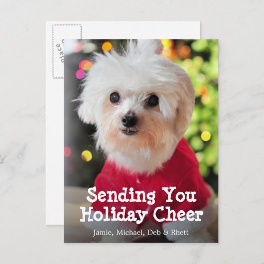 サンタクロースの赤いスーツの白いマルタ犬 シーズンポストカード (正面/裏面)