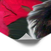 サンタクロース帽とポインセチアを持つクリスマスキャット ポスター (角)