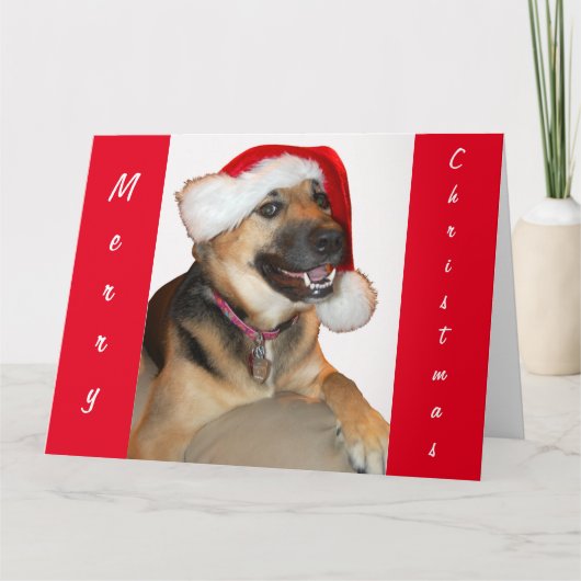 サンタクロース帽をかぶったドイツの羊飼い カード (正面)