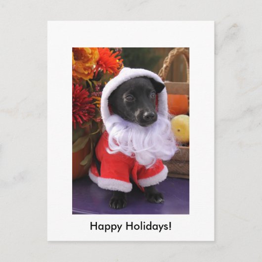 サンタドッグ – ホリデーポストカード (正面)