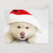 サンタハットのクリスマスに姿を現すかわいい白い子犬 ポストカード (正面)