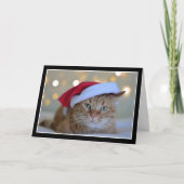 サンタハットのクリスマスカードをかぶったかわいい猫 カード (正面)