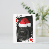 サンタハットの写真と黒い犬の鼻 シーズンカード (スタンド正面)