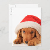 サンタハットを着たクリスマスの子犬 シーズンポストカード (正面/裏面)